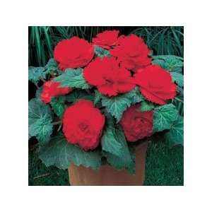  6 Begonia   Ruffled   Red bulbs Patio, Lawn & Garden