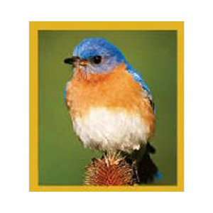  Magnetic Bookmark Blue Bird on Thistle, Beautiful and 