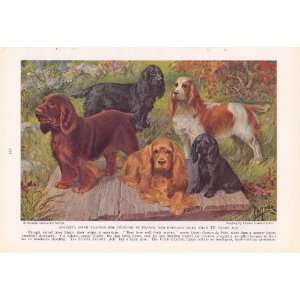   Sussex Spaniel Edward Herbert Miner Vintage Dog Print 
