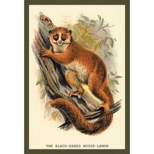  Black Eared Mouse Lemur   12x18 Framed Print in Black 