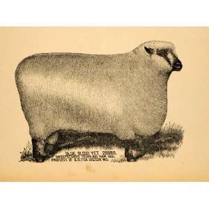  1893 Print Sheep Yearling Ram A.O. Fox Oregon Wisconsin 