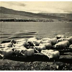 : 1939 Print Icelandic Sheep Fleece Tog Thel Breed Landscape Lake Ram 