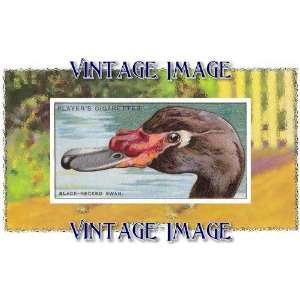   Fridge Magnet Bird Black Necked Swan Vintage Image: Home & Kitchen