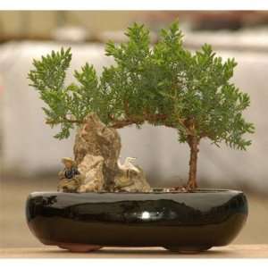 SKG INC. Shogun Juniper Bonsai Grocery & Gourmet Food