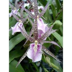 Miltassia Charles M Fitch orchid Near Blooming Size  