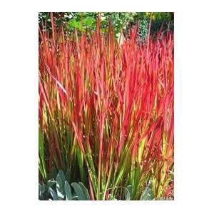   cylindrica Red Baron   Japanese Blood Grass Patio, Lawn & Garden