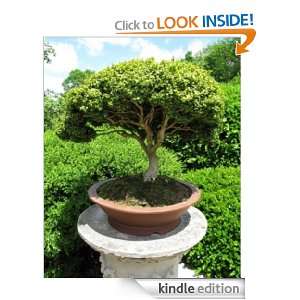 Guide To Bonsai Trees Bonsai Lover  Kindle Store