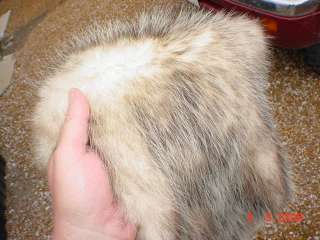 42 inch total Opossum pelt 4ft. tail tanned taxidermy  