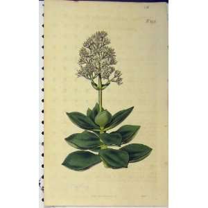  1813 Hand Coloured Flower Curtis Weddell Plate 1771