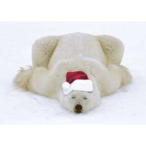  Marian Heath Portal Boxed Christmas Cards, Polar Bear 