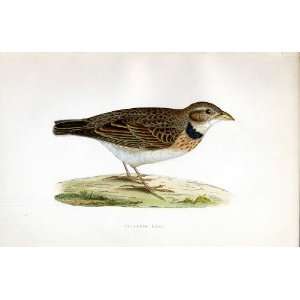  Siberian Lark Bree H/C 1875 Old Prints Birds Europe