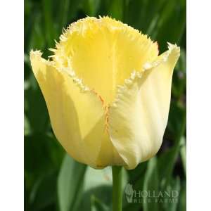  Fringed Elegance Fringed Tulip   12 bulbs Patio, Lawn 