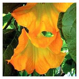  Brugmansia Seeds Summer Sunrise Patio, Lawn & Garden