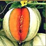   MIDGET vintage melon early sweet 15 seeds  patio container  