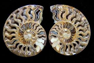 110mm Ammonite Fossil Cut In Half,Africa ammd9ie0119  