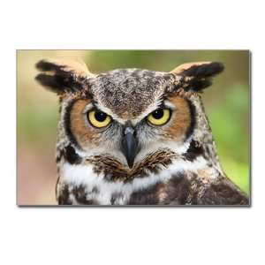  Postcards (8 Pack) Great Horned Owl 