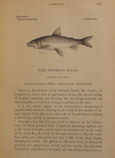   Antique FLY FISHING Fresh Water US FISH Deep Sea Lure vtg book  