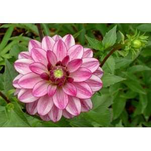  Seduction Decorative Dahlia   2 Tubers   Fuchsia/White 