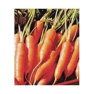   Little Fingers Carrot Seeds 300 Heirloom Organic Patio, Lawn & Garden