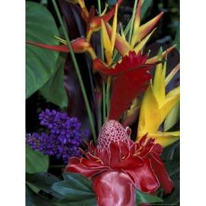  Colorful Tropical Flowers, Hawaii, USA Art Photographic 