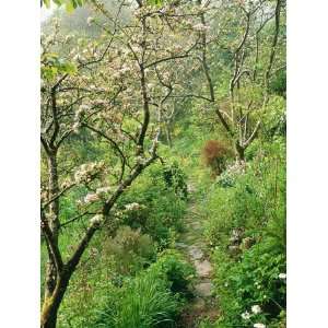 Stone Path Leading Through Old Apple Orchard, with Trees in Blossom 