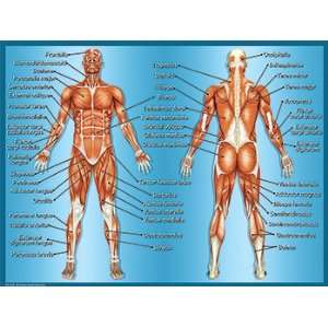  Muscles Chart: Office Products
