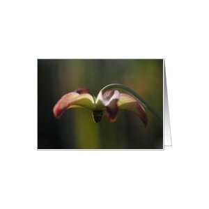  Carnivores pitcher plant flower Card Health & Personal 