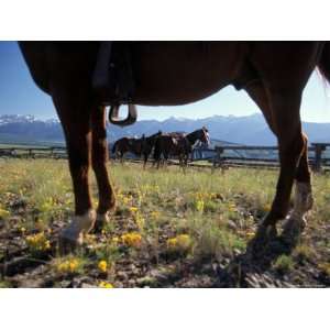  Horses Graze as a Wrangler Works on Spring Creek Ranch in 
