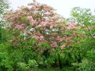 Cassia javanica PINK/WHITE SHOWER TREE ~SEEDS~  