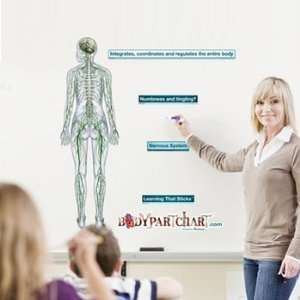  Nervous System Rear View Sticky Anatomy Wall Chart   Extra 