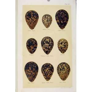  Bird Eggs Plover Dotterel Seebohm Plate 39 Old Print