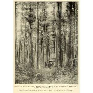  1913 Print Chippewa Falls Northern Wisconsin Forest Horse 