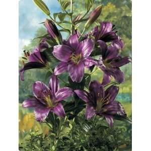  Giant Hybrid Lily Purple Prince 5 bulbs Patio, Lawn 
