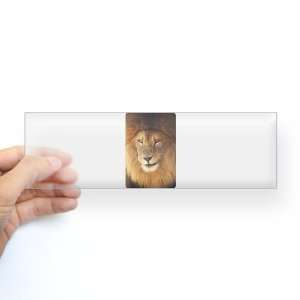  Bumper Sticker Clear Male Lion Smirk: Everything Else