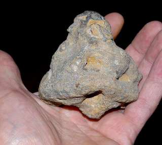   devonian eifel 381 376 million years ago poland skaly dimensions 70mm
