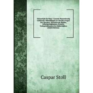   En Kakkerlakken (Dutch Edition) Caspar Stoll  Books