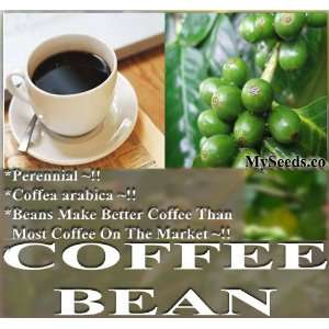  5 Perennial Coffea Arabica COFFEE BEAN SHRUB SEEDS ~ BEST 