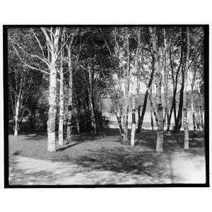  Birches & lake,Como Park,St. Paul,Minn.
