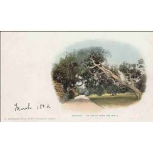  Reprint Monterey CA   Live Oak at Hotel Del Monte 1890 