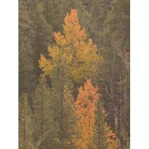  Aspen and Conifer Trees in Fall on the East Side of Sonora 