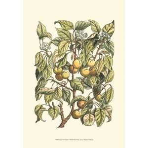Apricot Tree Branch by Duhamel De Monceau 13x19  Kitchen 