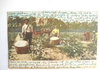 BLACK AMERICANA  COTTON PICKING PEOPLE IN FIELD 1906  