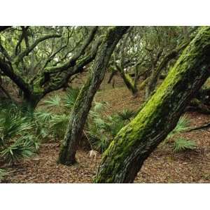  A Forest of Ancient, Moss Covered Live Oak Trees Stretched 