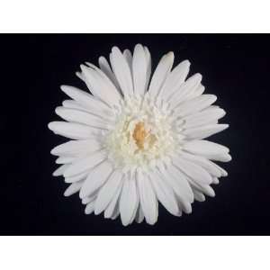  NEW White Real Touch Gerber Daisy Hair Flower Clip, Limited. Beauty