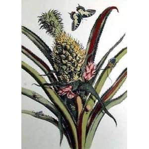    Maria Sibylla Merian   Poster Size 14 X 18 inches