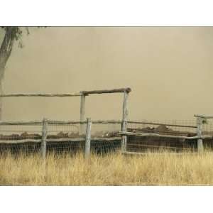  Santa Gertrudis Cattle Create a Dust Cloud in a Corral 