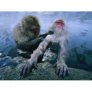  Two Japanese Macaques, or Snow Monkeys, Enjoy a Dip in a 