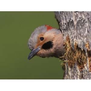 Northern Flicker at Nest Hole, Everglades National Park Stretched 