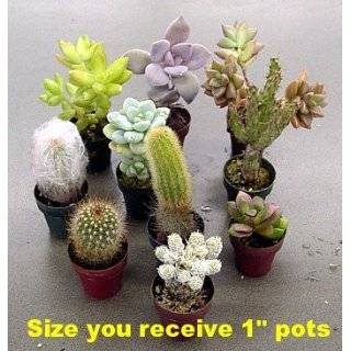   Cactus Collection  5 Different Plants 2.25 pots: Patio, Lawn & Garden