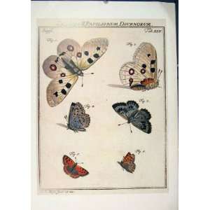  PLATE XLV BUTTERFLIES INSECT MOTH COLOR ART OLD PRINT 